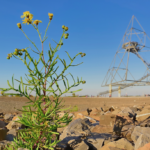 Tetraeder - Brachen im Ruhrgebiet © Peter Schütz