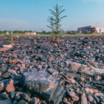 Ödlandschrecke - Brachen im Ruhrgebiet © Peter Schütz